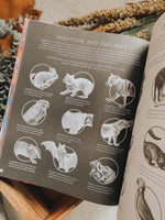 Load image into Gallery viewer, Illuminature: Discover 180 Animals with Your Magic Three Colour Lens