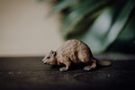 Load image into Gallery viewer, CollectA Figurine - Beaver - The Little Je&#39;EL.Co
