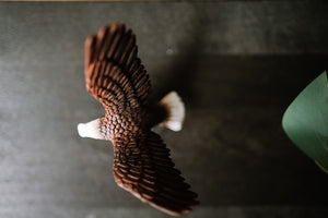 CollectA Figurine - American Bald Eagle - The Little Je'EL.Co