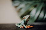 Load image into Gallery viewer, CollectA Figurine - Red-Eyed Tree Frog - The Little Je&#39;EL.Co
