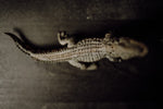 Load image into Gallery viewer, CollectA Figurine - Nile Crocodile Leaping With Movable Jaw - The Little Je&#39;EL.Co
