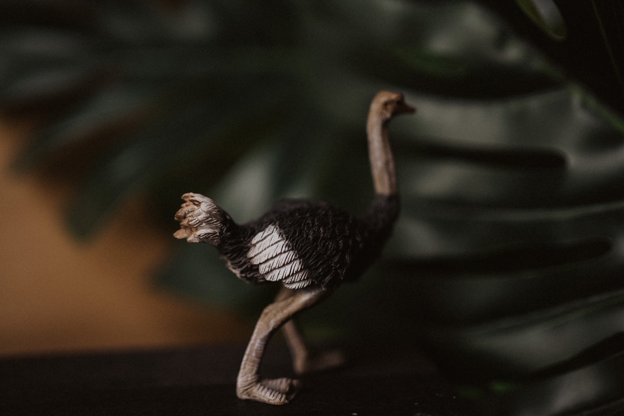 CollectA Figurine -Ostrich - The Little Je'EL.Co