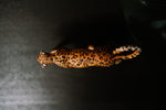 Load image into Gallery viewer, CollectA Figurine - African Leopard - The Little Je&#39;EL.Co
