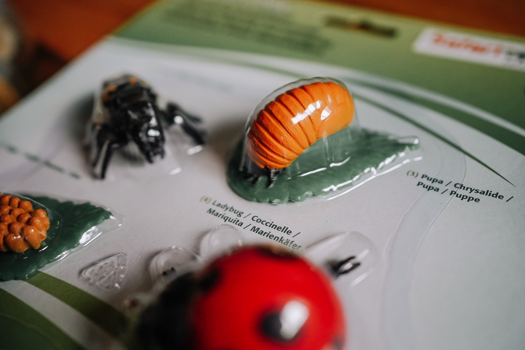 Life Cycle of a Ladybug