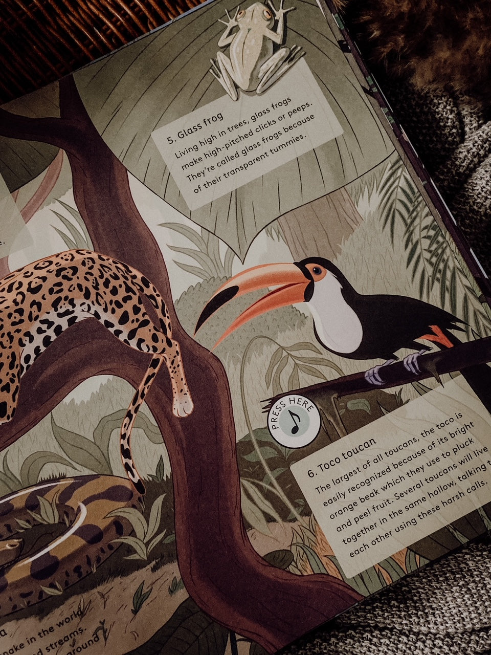 Sound Of Nature : World Of Forests