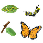 Load image into Gallery viewer, Life Cycle of a Monarch Butterfly

