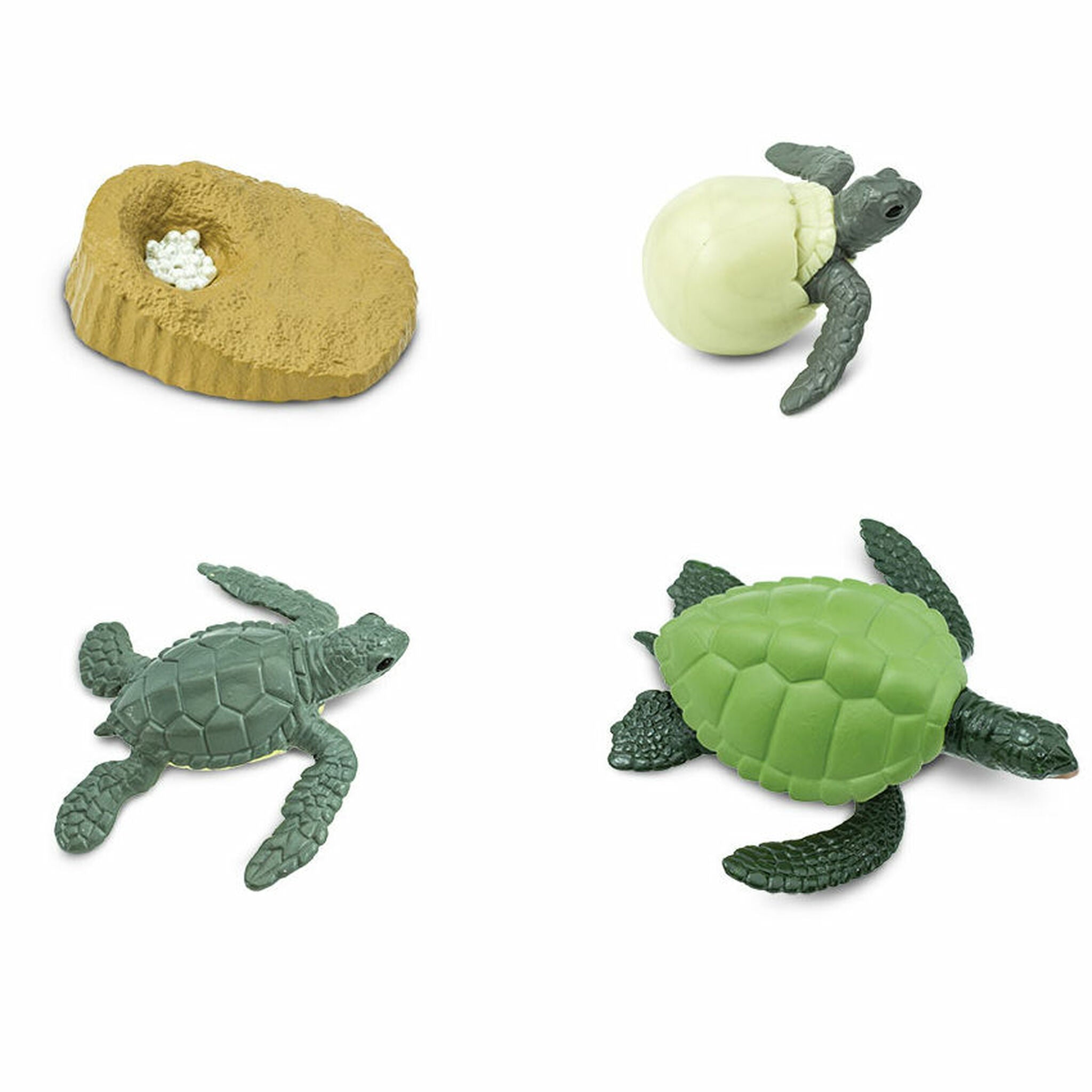 Life Cycle of a Green Sea Turtle